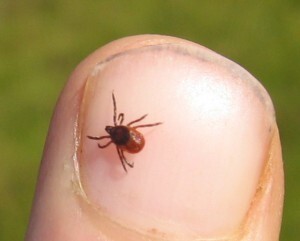 Why Are Tick Control Services Essential